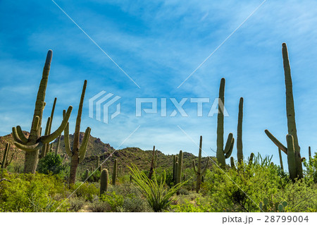 Saguaro National Park 28799004