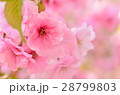 桜(アップ) 28799803