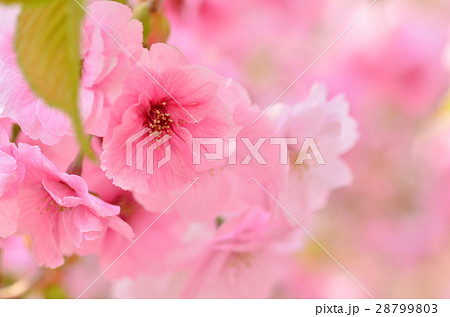 桜(アップ) 28799803