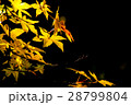 紅葉ライトアップ 28799804