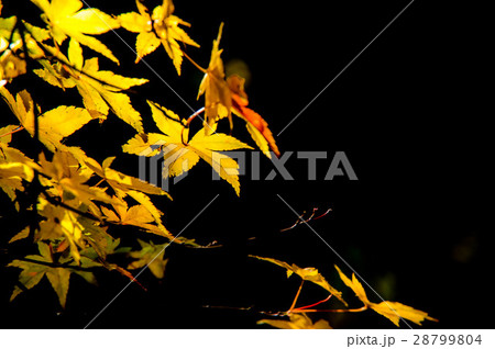 紅葉ライトアップ 28799804