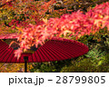 日本の紅葉　木々と傘 28799805