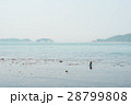 潮干狩りをする人 28799808