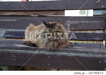 香箱を組むネコ3 香箱を組むネコ3 28799875