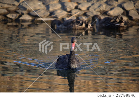 千波湖のコクチョウ ( Cygnus atratus / Black Swan ) 千波湖のコクチョウ ( Cygnus atratus / Black Swan ) 28799946