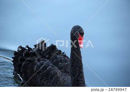 千波湖のコクチョウ ( Cygnus atratus / Black Swan ) 千波湖のコクチョウ ( Cygnus atratus / Black Swan ) 28799947