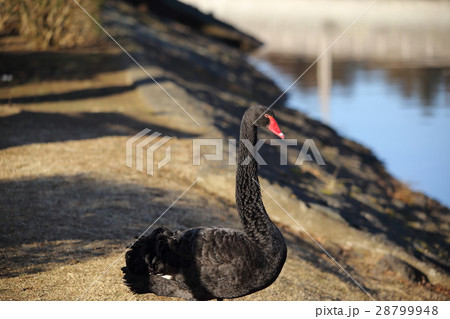 千波湖のコクチョウ ( Cygnus atratus / Black Swan ) 千波湖のコクチョウ ( Cygnus atratus / Black Swan ) 28799948