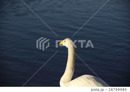 千波湖のオオハクチョウ ( Cygnus cygnus / Whooper swan ) 千波湖のオオハクチョウ ( Cygnus cygnus / Whooper swan ) 28799980