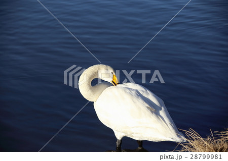 千波湖のオオハクチョウ ( Cygnus cygnus / Whooper swan ) 千波湖のオオハクチョウ ( Cygnus cygnus / Whooper swan ) 28799981