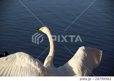 千波湖のオオハクチョウ ( Cygnus cygnus / Whooper swan ) 千波湖のオオハクチョウ ( Cygnus cygnus / Whooper swan ) 28799982