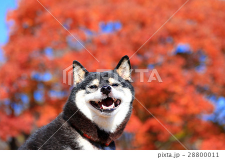 秋だねぇ♪ 28800011