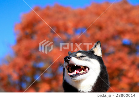 秋だねぇ♪ 28800014