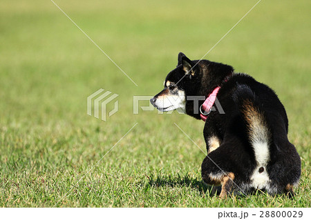 ちょっと失礼♪ 28800029