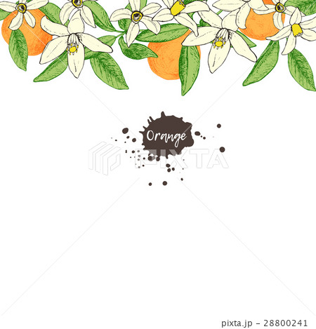 Fruit frame with isolated hand drawn oranges and Fruit frame with isolated hand drawn oranges and 28800241