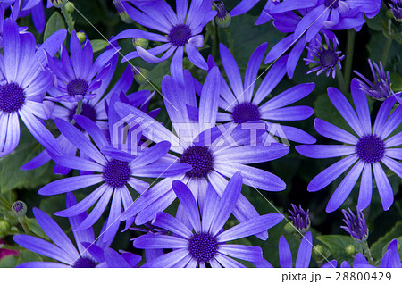 セネシオ・貴凰 セネシオ・貴凰 28800429