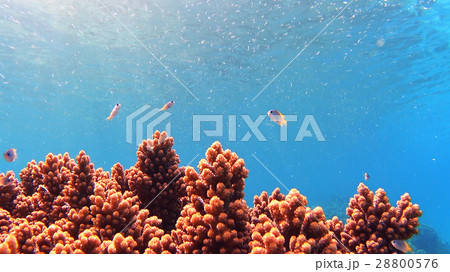 沖縄　阿嘉島のニシハマビーチ　水中撮影 28800576