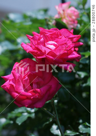 バラ 品種はロージークリスタル 花言葉は 感謝 の写真素材 0746
