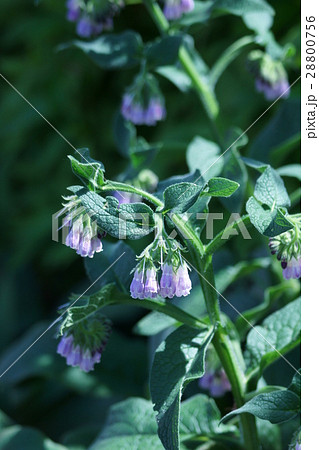 鰭玻璃草　ヒレハリソウ　花言葉は「努力」 28800756