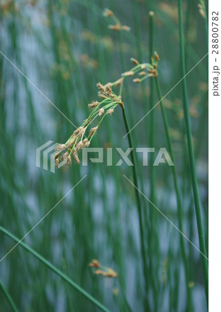 太藺　フトイ　花言葉は「品位」 28800782