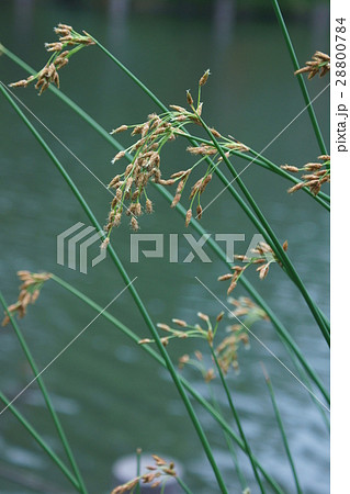 太藺 フトイ 花言葉は「品位」 太藺 フトイ 花言葉は「品位」 28800784