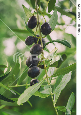 Olive tree with fruits 28801749