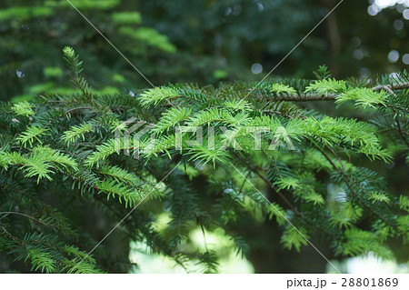 樅の木　花言葉は「永遠」 28801869
