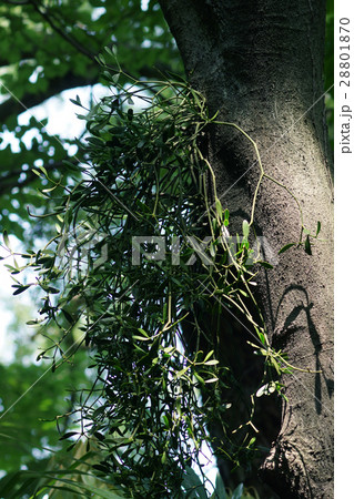 寄生木　ヤドリギ　花言葉は「困難に打ち勝つ」 28801870