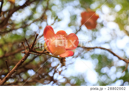 Blooming Couroupita guianensis or cannonball tree Blooming Couroupita guianensis or cannonball tree 28802002