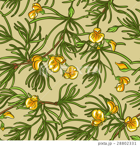 rooibos seamless pattern rooibos seamless pattern 28802331