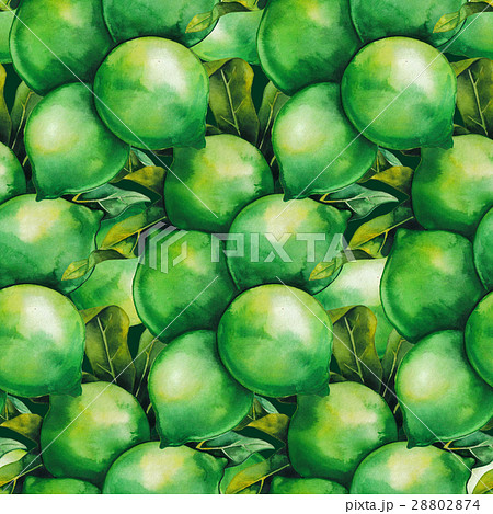 Watercolor macadamia nuts Watercolor macadamia nuts 28802874