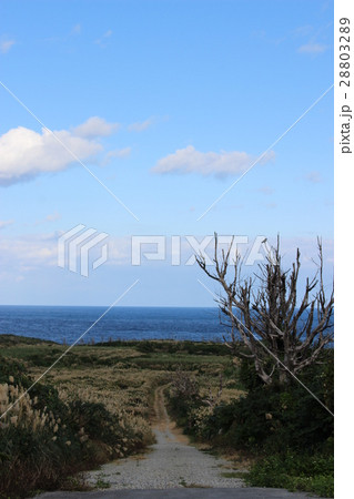 すすきと海と空 28803289