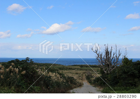すすきと海と空 28803290