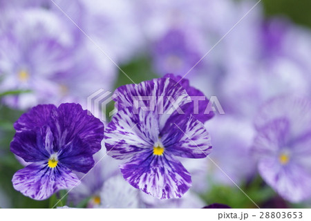 紫のマーブル模様のビオラの写真素材 3653