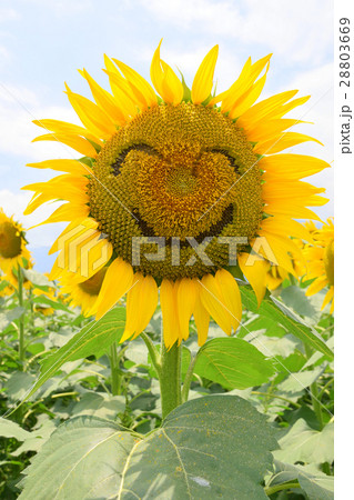 笑顔の顔のひまわりの花の写真素材 3669