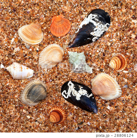 Seashells on sand in sun summer day 28806124