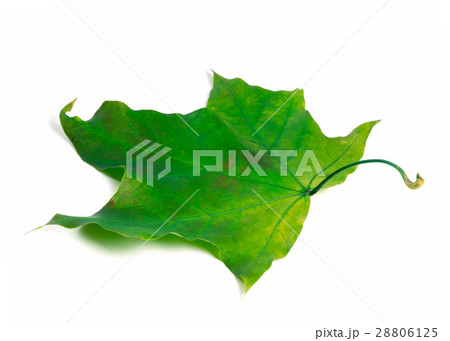 Green maple leaf Green maple leaf 28806125