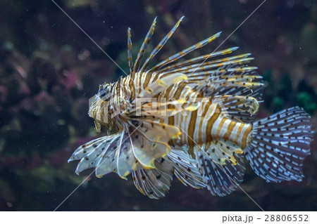 Scorpionfish in the sea Scorpionfish in the sea 28806552