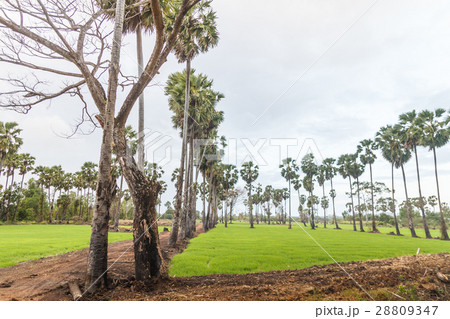 Sugar palm and cornfield 28809347