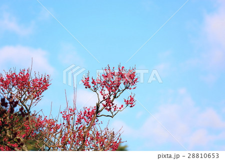 ウメの花 ウメの花 28810653
