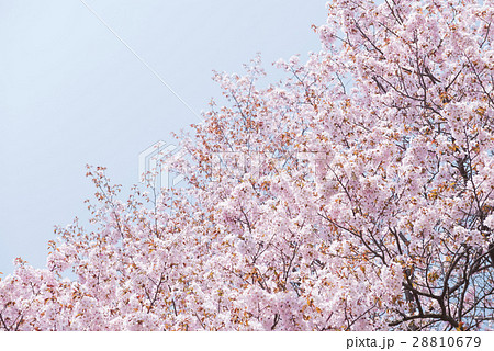 桜(空バック) 桜(空バック) 28810679