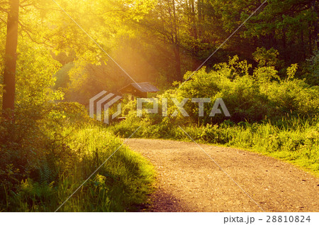 Enchanted fairy forest 28810824