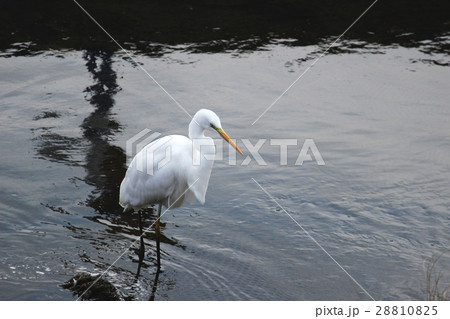 シラサギ 28810825