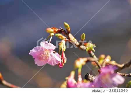 河津桜 河津桜 28811049