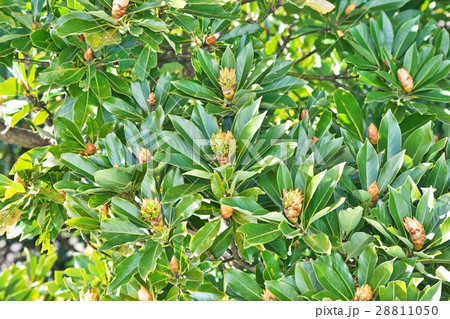 タブノキの芽 28811050