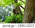 シジュウカラ 28811623