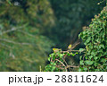 メジロ 28811624