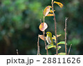 メジロ 28811626