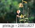メジロ 28811627
