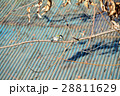 シジュウカラ 28811629
