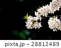 桜の花 枝の先 桜の花 枝の先 28812489